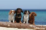 CAVALIER KING CHARLES 081